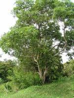 Image result for Terminalia brachystemma