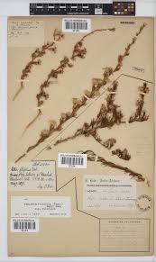 Image result for Felicia filifolia