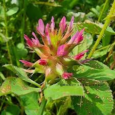 Image result for Trifolium spumosum