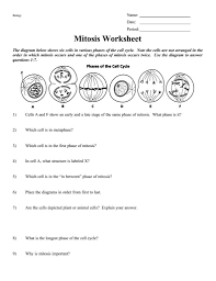 Drawing a replicated chromosome, describing what happens to the nuclear membrane after prophase, two parts of cellular division are mitosis and. Mitosis Worksheet Help Brainly Com