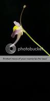 Image result for Utricularia welwitschii