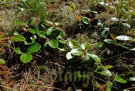 Image result for Galenia procumbens