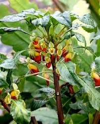 Image result for Impatiens niamniamensis