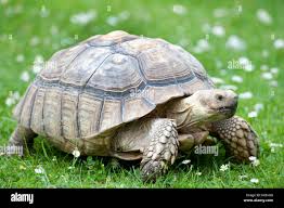 Image result for Grewia sulcata