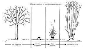 Weymouth Dorchester Tree Service Dorset Treeworx Tree Surgeon Tree Care Tree Removal Tree Work Hedge Trimming Hedge Care All Aspects Of T Diagrammer