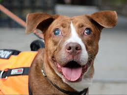 Every day, you can adopt a pet in a petco store. Dog Adoption Event At Carl Schurz Park Nyc Zani S Furry Friends