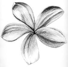 Charcoal Charcoal Drawings And Funeral Flowers On Pinterest Charcoal Drawing Easy Charcoal Drawings Pencil Drawings For Beginners