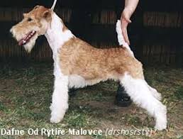 Image result for foxterier drsnosrstý