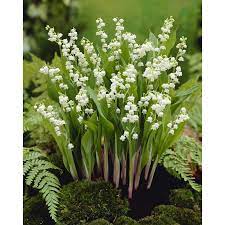 Garden State Bulb 12 Pack Lily Of The Valley Convallaria Mirabilis Bulbs L8114 In The Plant Bulbs Department At Lowes Com