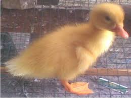 May 18, 2020 · untuk ukuran kandang bebek petelur 100 ekor sendiri harus disesuaikan dengan besar kecilnya bebek petelur dan kondisi lahan yang digunakan. Peluang Bisnis Sharing With Me