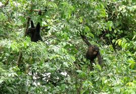 Image result for Deinbollia sp. A