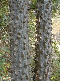 Image result for Erythrina livingstoniana