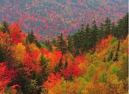 Risultati immagini per colori foglie autunno