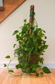 Growing ivy indoors is easy as long as you know what makes an ivy plant happy. 19 Epipremnum Ideas Indoor Plants House Plants Plants