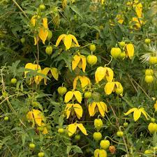 The clematis vines or the queen of the vines is commonly known for its beautiful and showy flowers. Buy Golden Clematis Group 3 Clematis Tangutica 23 99 Delivery By Crocus