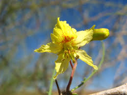 Image result for Parkinsonia africana