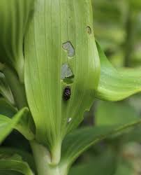Sep 03, 2020 · calla lily varieties. How To Control Red Lily Leaf Beetles Longfield Gardens