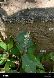 Image result for Cyathula prostrata