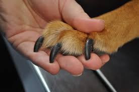 how to cut dog nails that are too long
