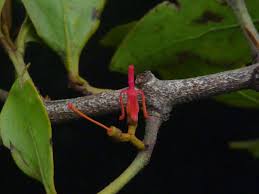 Image result for Helixanthera