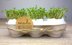 So verwandelt sich jedes zuhause während der osterzeit in einen kleinen hühnerhof. Kresse Eier Zu Ostern Basteln Diy Nurrosa