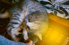 The 10 best cat kicker toys. Just For Kitty Kicks Cat Kick Toys Like Kicker Sticks Purrfect For Bunny Kicking