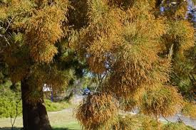 Image result for Casuarina verticillata