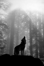 Wolf Wolf Howling Wolf Pictures Wolf Wallpaper