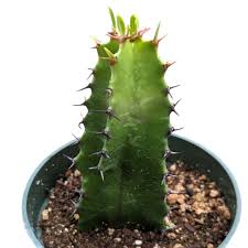Image result for Euphorbia cataractarum