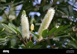 Image result for Cunonia capensis