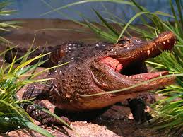 The small reptile grows gigantic, escapes the city sewers, and goes on a rampage. Alligatoren Wikipedia