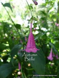 Image result for Strobilanthes hamiltoniana