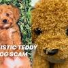 You will love our stuffed dogs and puppies at douglas. 1
