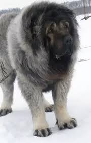 Shipped worldwide with 10 year health guarantee. Which Dog Is More Powerful A Kangal Or German Shepherd Quora