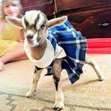 Baby Goat Dress Up Cute Goats Baby Goats Super Cute Animals