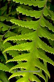 Image result for Microlepia