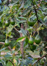 Avocado Brogdon Persia Americana Fruit Trees Avocado Tree Live Plants