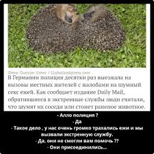 Ежиный форсмажор | Пикабу