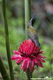 Little Spiderhunter On A Wild Ginger Flower Danum Valley Sabah Malaysia Ginger Flower Wild Ginger Flowers