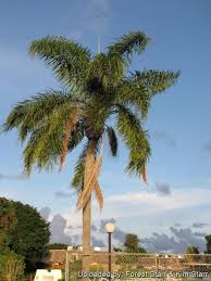 Image result for Syagrus romanzoffiana