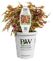 Image result for Coleus goetzenii