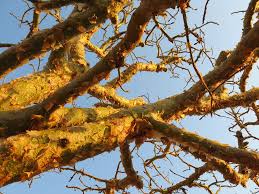 Image result for Litogyne gariepina