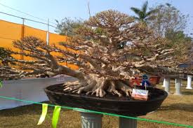 Bonsai Di Kontes Nasional Sukoharjo Harganya Rp750 Juta Apa Keistimewaannya