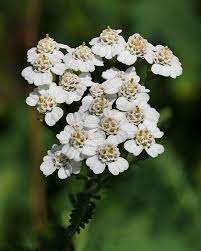 Wild Yarrow Achillea Millefolium Achillea Achillea Millefolium 15 Flowers