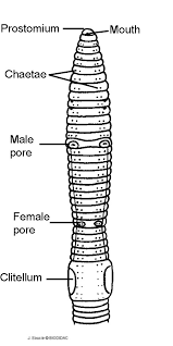 Annelida Skeletal System