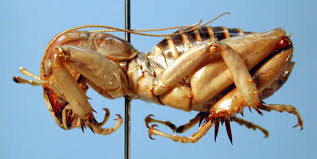 Image result for Stenostelma