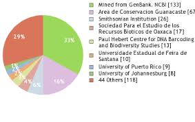 Image result for Cordia grandicalyx