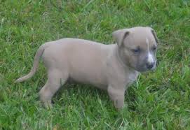 Check spelling or type a new query. American Bully Pets And Animals For Sale Georgia