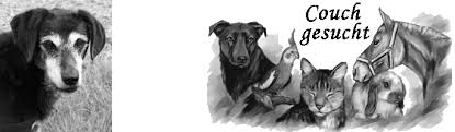 Graziös und elegant, alles, was sich dreht und baumelt Katzenvermittlung Katzen In Not Suchen Ein Zuhause Katzennotfalle