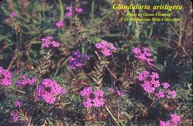 Image result for Verbena aristigera